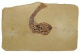 Jurassic Fossil Fish (Hulettia) - Wyoming #188867-1